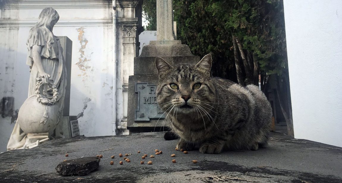 Aquí hay gatos que sobreviven a los perros